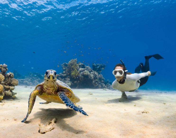 best places to swim with turtles