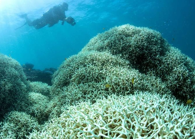 why coral reefs are dying