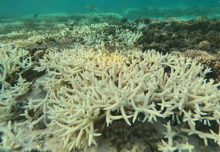 Why is coral bleaching bad for the environment