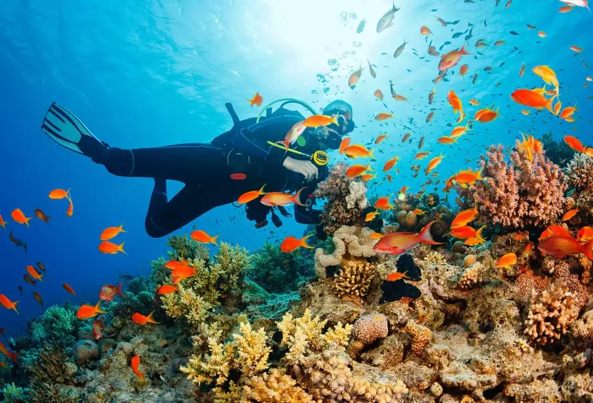 scuba diving for beginners