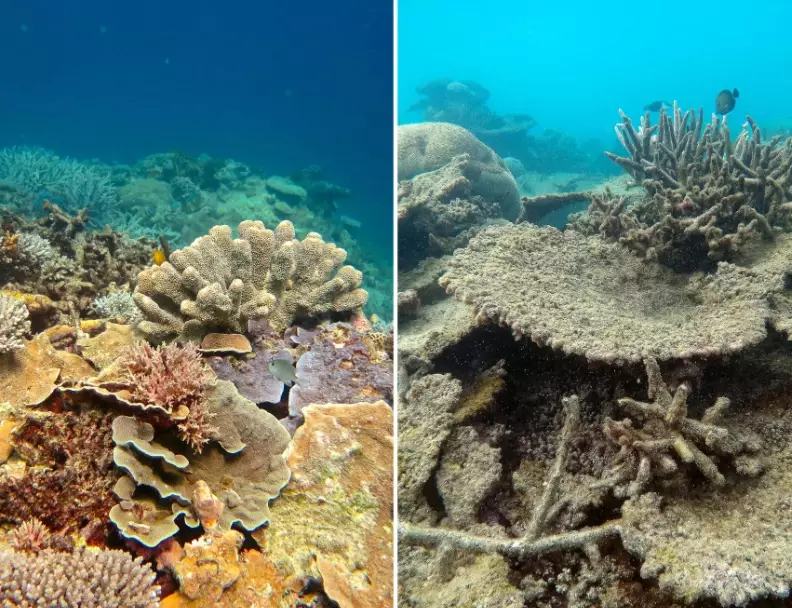 coral bleaching 2024