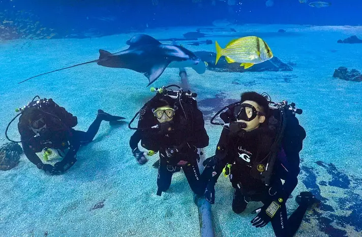 dive with whale sharks