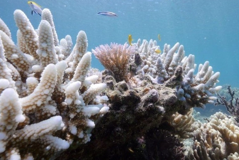 why coral reefs are dying