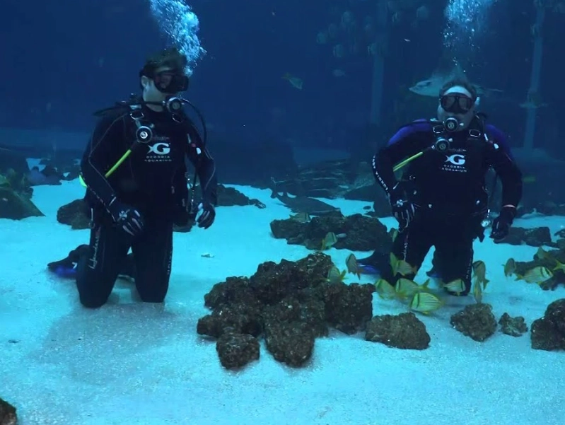Atlanta aquarium dive experience
