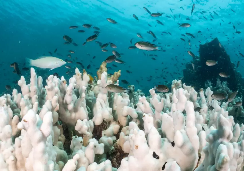 coral reef conservation