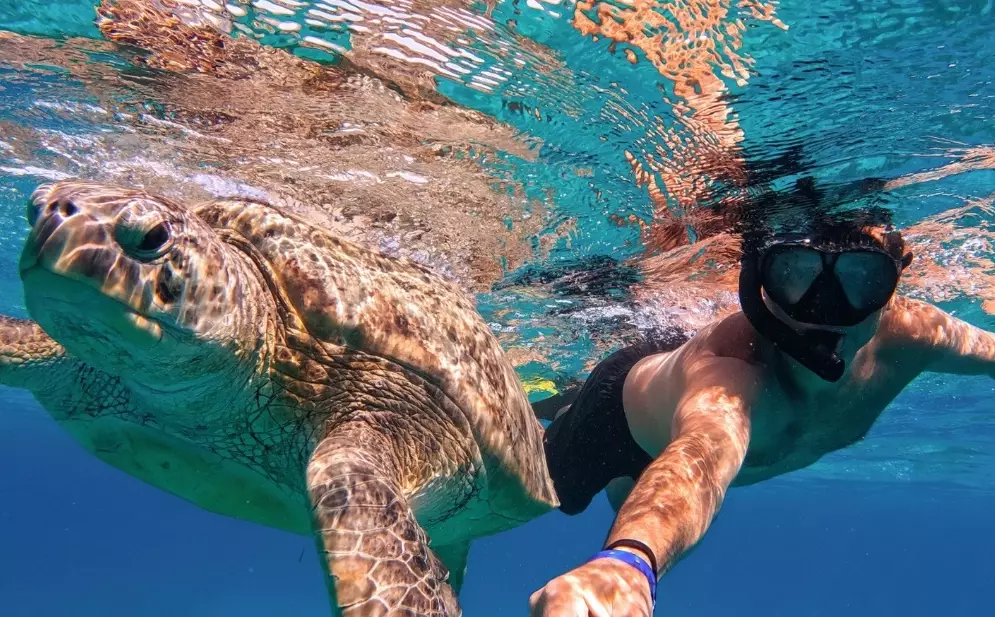 sea turtle snorkeling