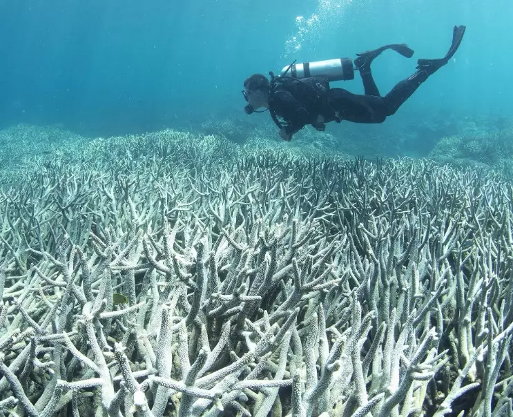 global coral bleaching event