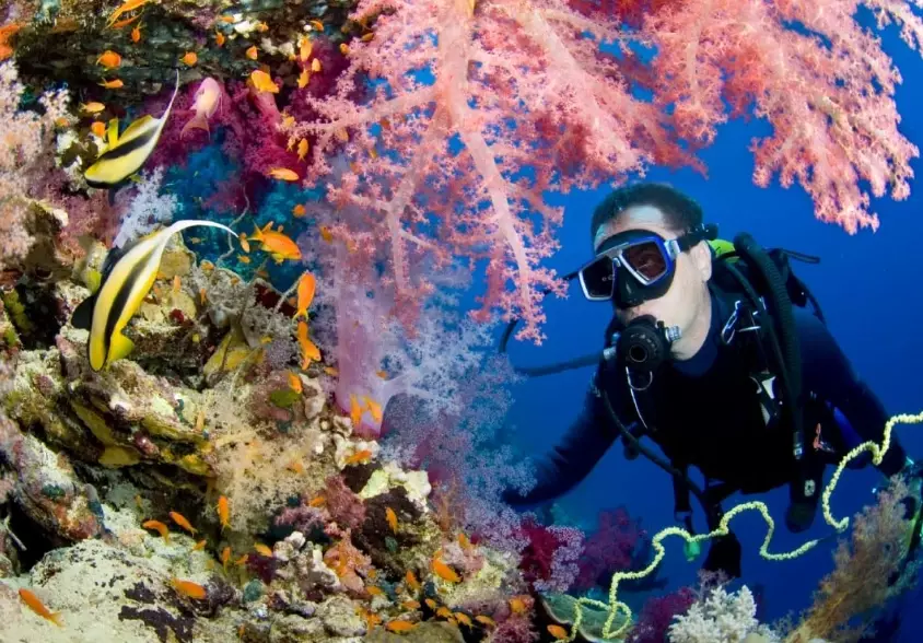 world's best dive sites world's best dive sites