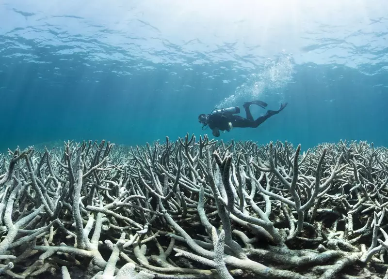 coral bleaching human impact