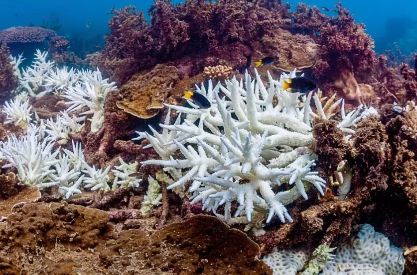 coral bleaching effects