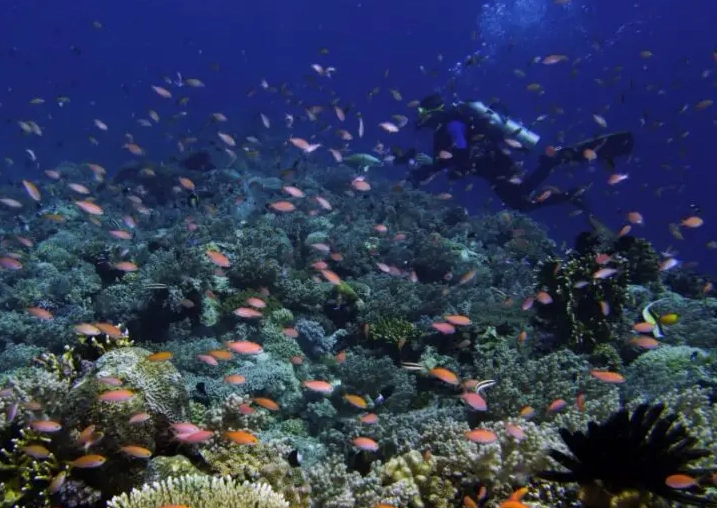 Philippines diving season Philippines diving season