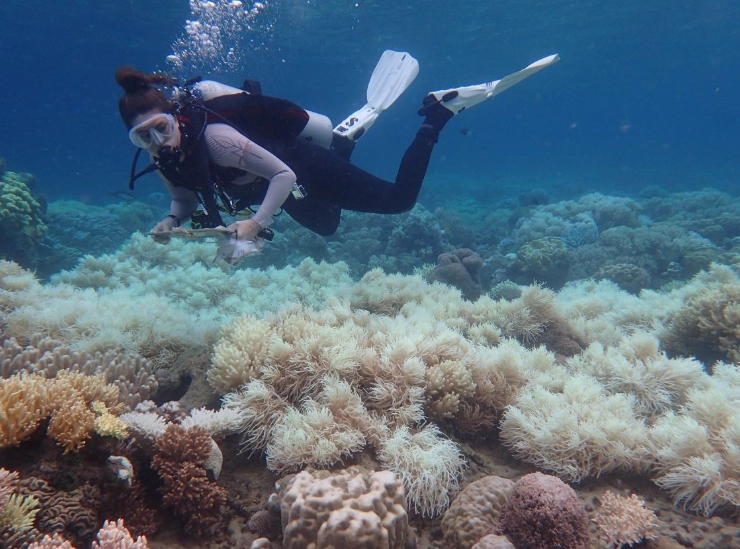 How does coral bleaching affect humans?