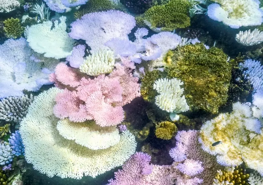 coral reef bleaching recovery