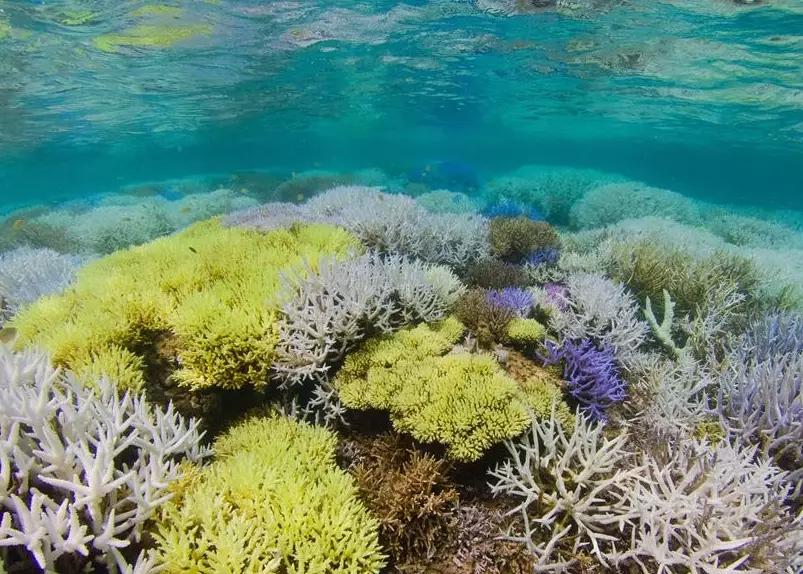 coral reef resilience