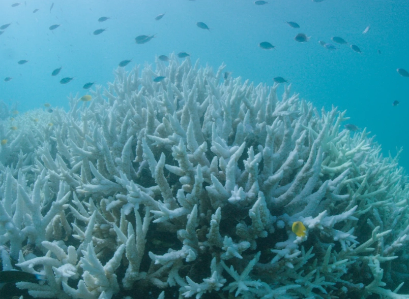 how to help coral reefs recover