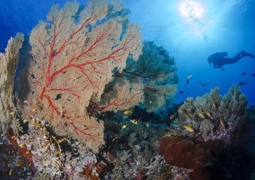 What is the world's leading dive destination?