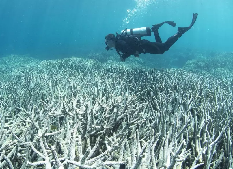 coral bleaching human impact