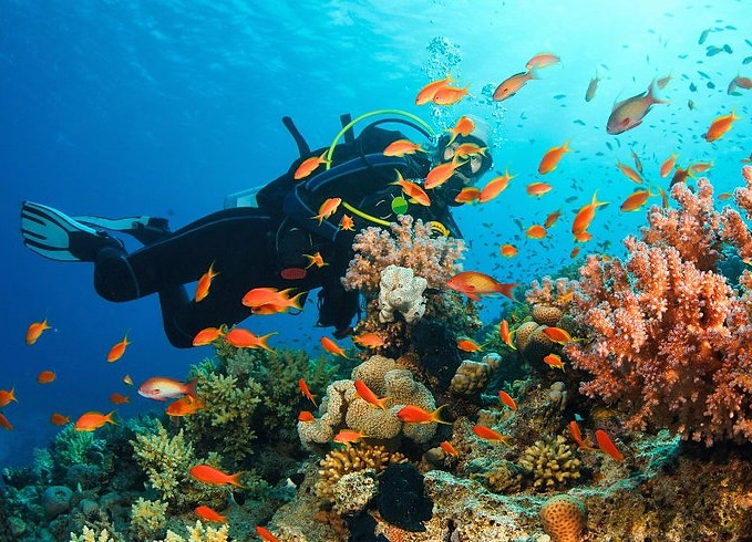 best dive sites in the world