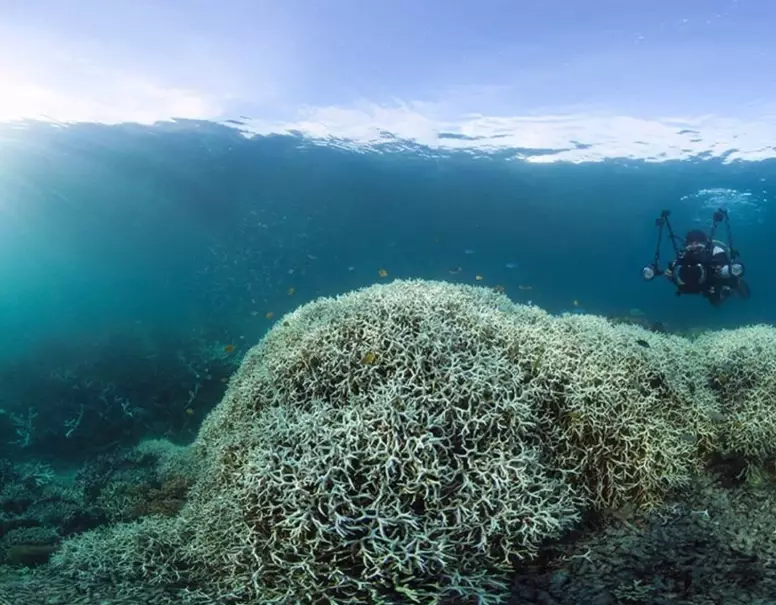 how to help coral reefs recover