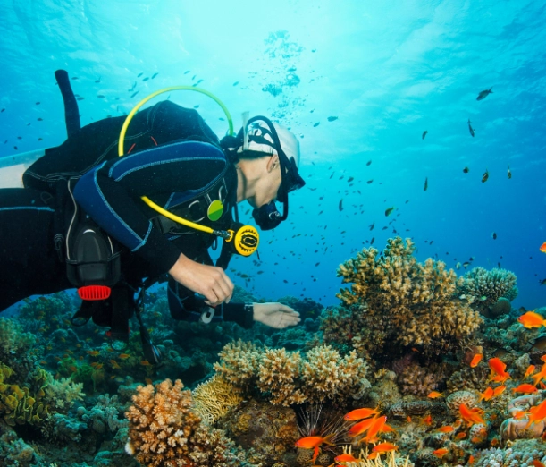 What is the best time of year to dive in the Philippines?