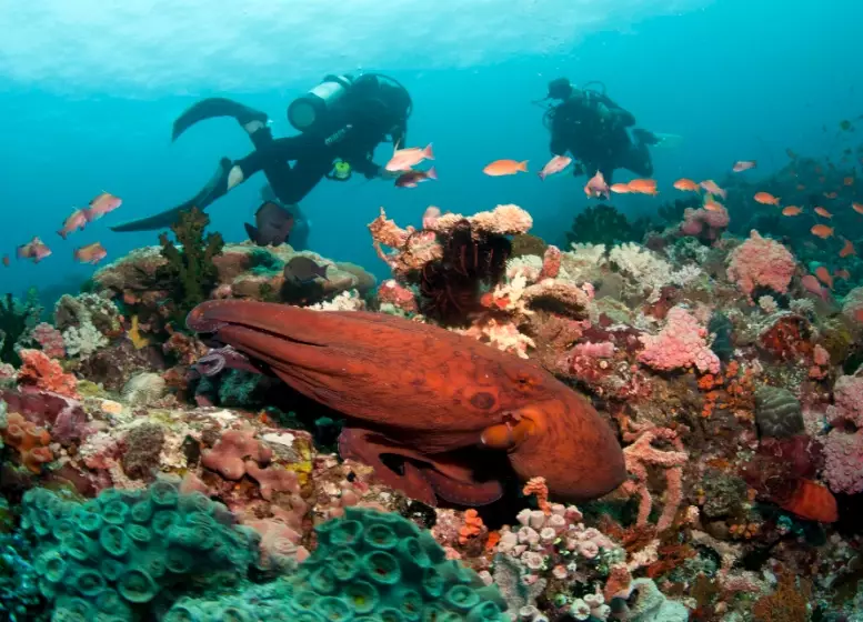 Philippines diving season Philippines diving season