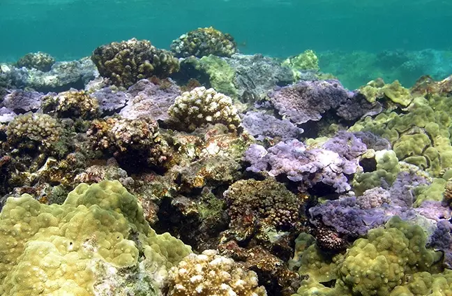 coral reef resilience