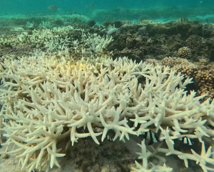 why does coral bleach