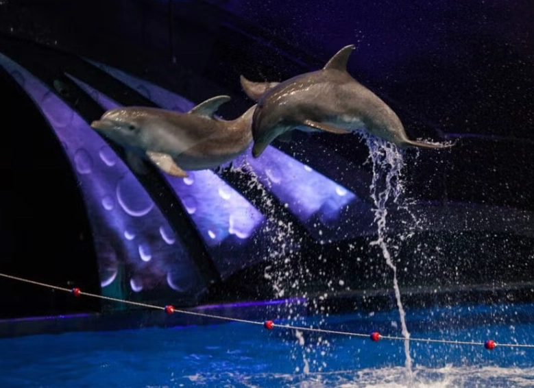 Georgia Aquarium swim with dolphins