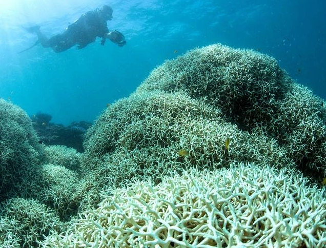 coral bleaching causes