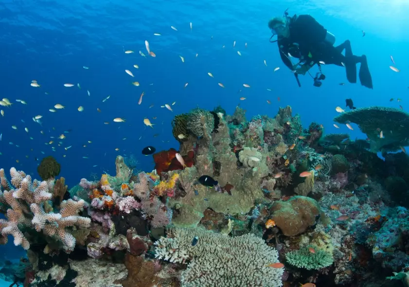 how to help coral reefs