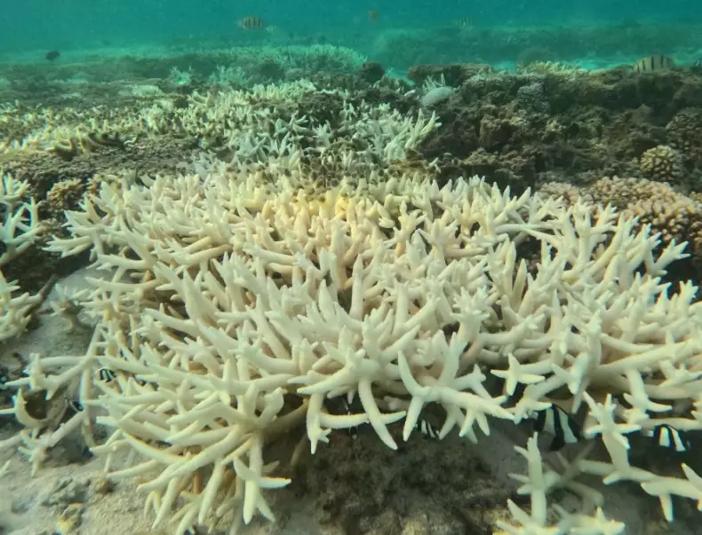 how to reverse coral bleaching