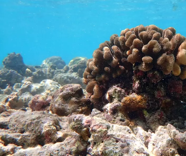 effects of coral bleaching