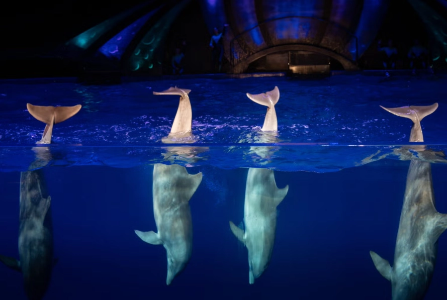 swim with dolphins Atlanta