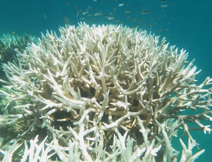 coral bleaching