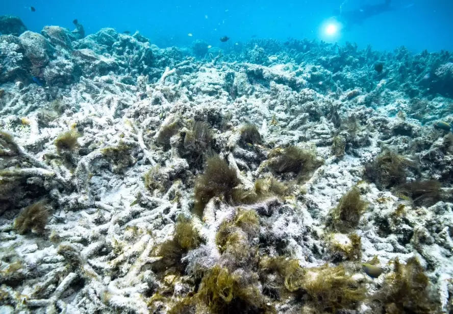 Is coral bleaching bad for the environment?