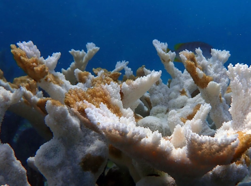 coral reef bleaching