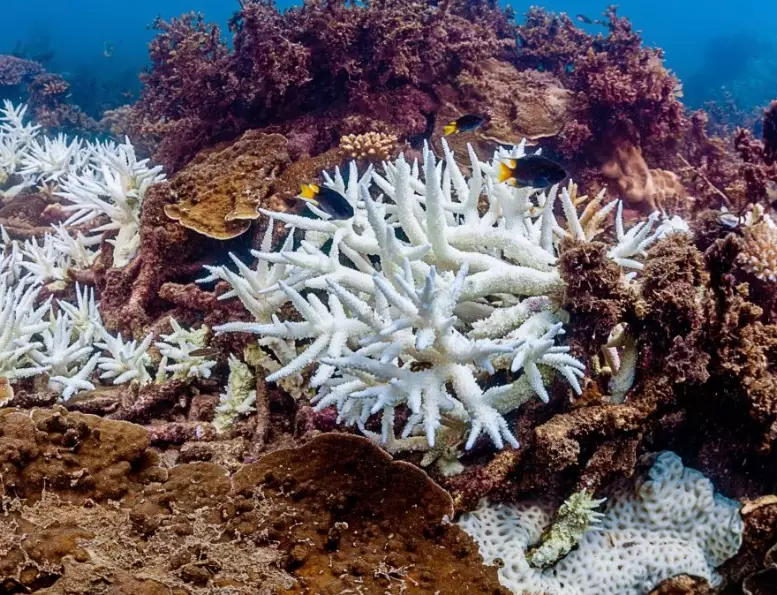 coral reef restoration