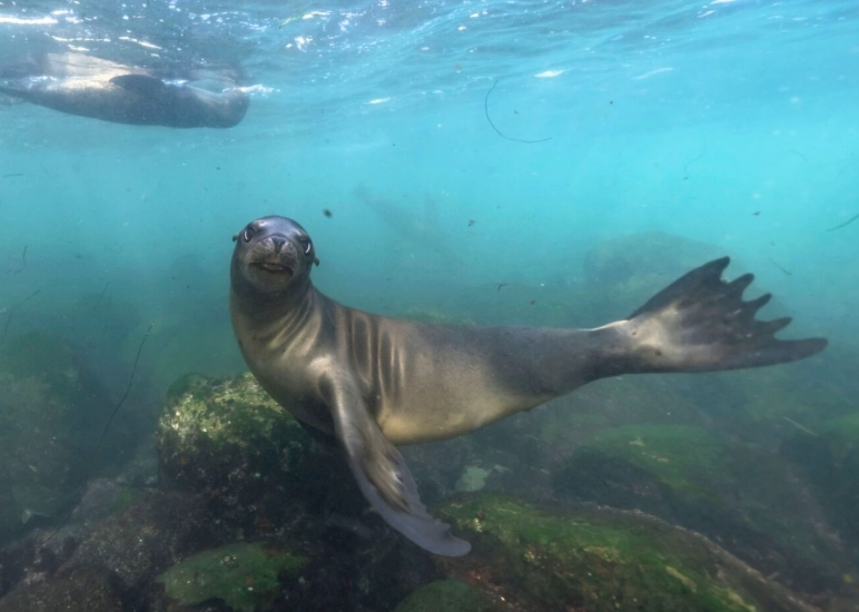 shore diving for beginners shore diving for beginners