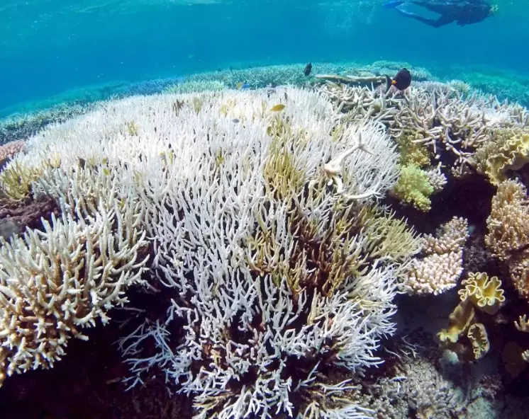 Can coral bleaching be reversed