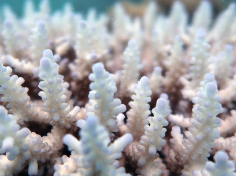 how to reverse coral bleaching
