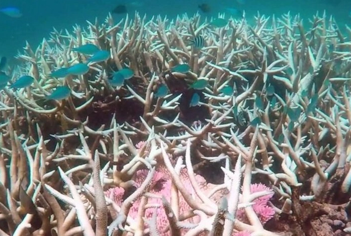 What are the effects of coral reefs dying?