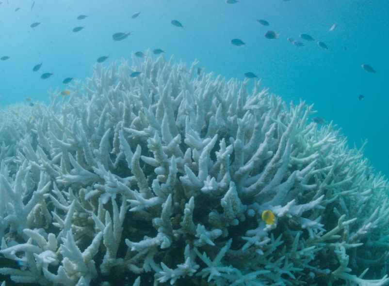 why are coral reefs important