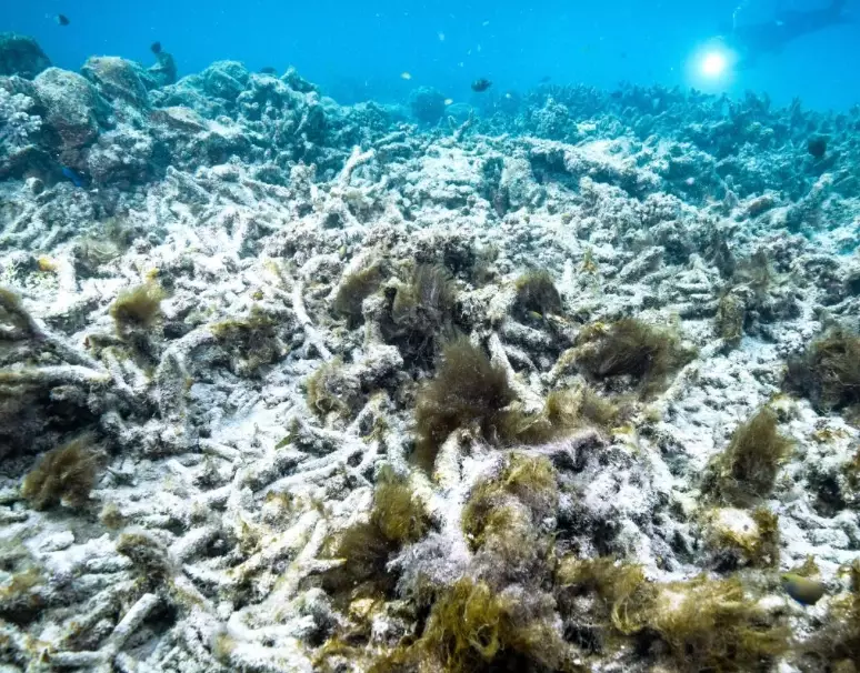 why does coral bleach