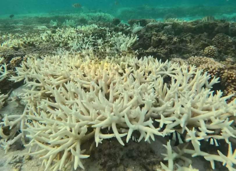 coral reef ecosystem