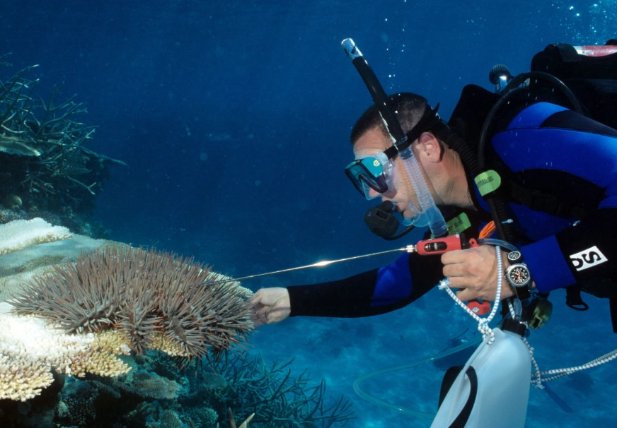 coral reef conservation