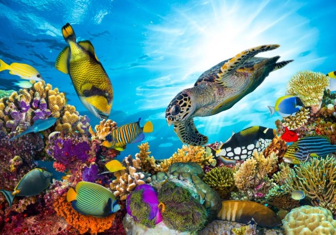 coral reef restoration