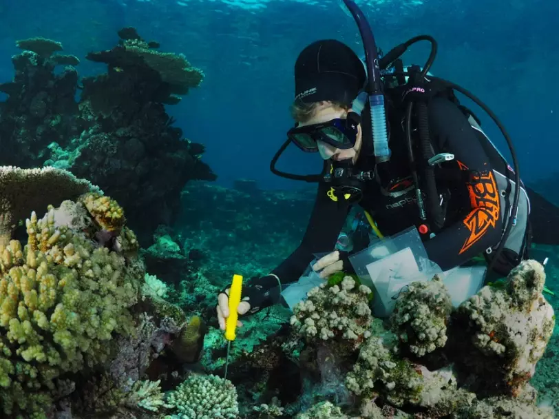 Helping coral reefs