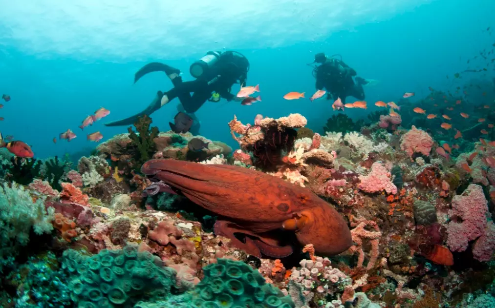 best diving Philippines