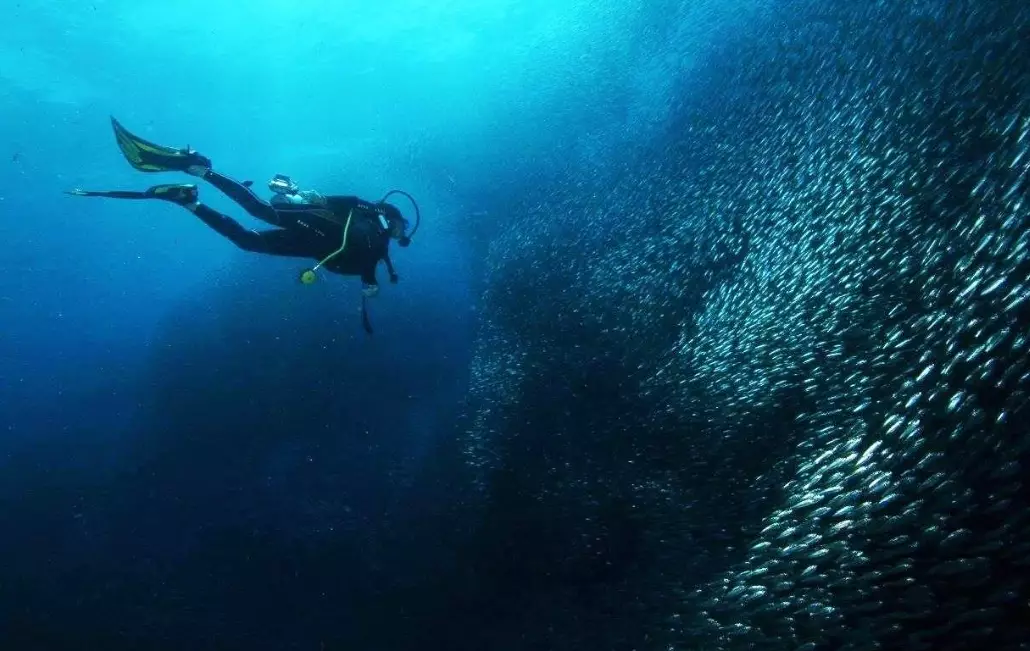 Puerto Galera diving