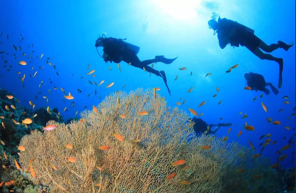 best dive sites Philippines